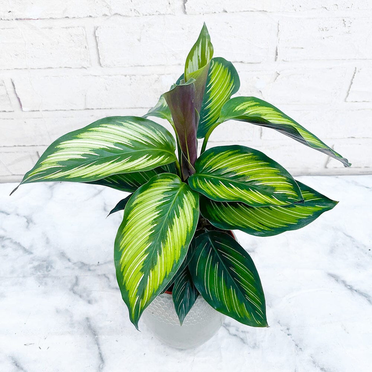 30 - 45cm Calathea Beautystar Beauty Star Prayer Plant 12cm Pot House Plant House Plant