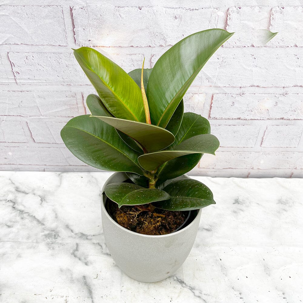 30 - 45cm Ficus Chloe Rubber Plant 12cm Pot House Plant House Plant