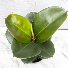 30 - 45cm Ficus Chloe Rubber Plant 12cm Pot House Plant House Plant