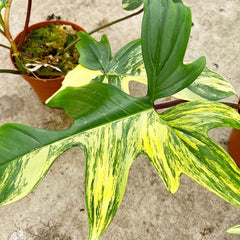 30 - 45cm Philodendron Florida Beauty Variegated 15cm Pot House Plant House Plant