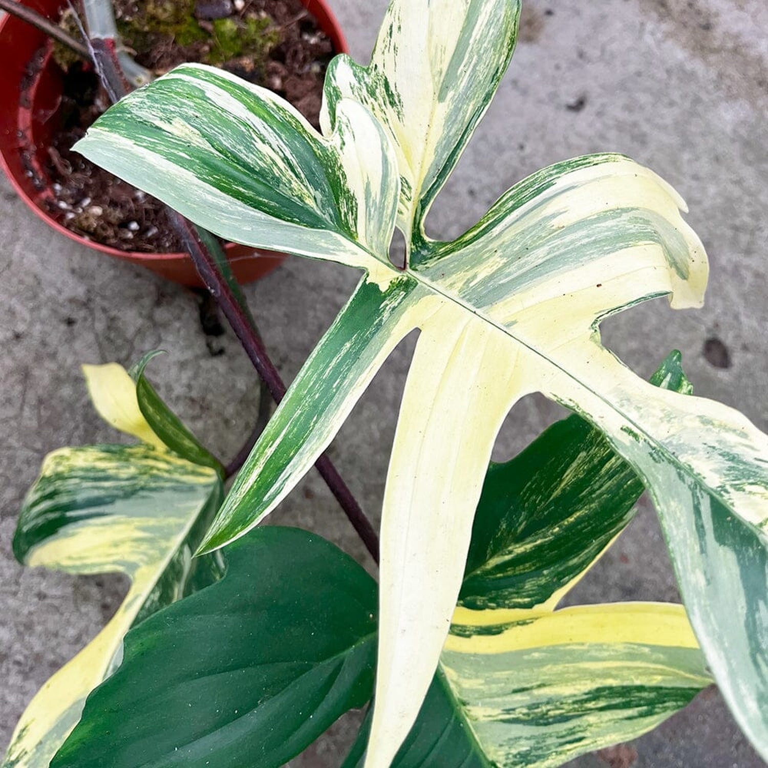 30 - 45cm Philodendron Florida Beauty Variegated 15cm Pot House Plant House Plant