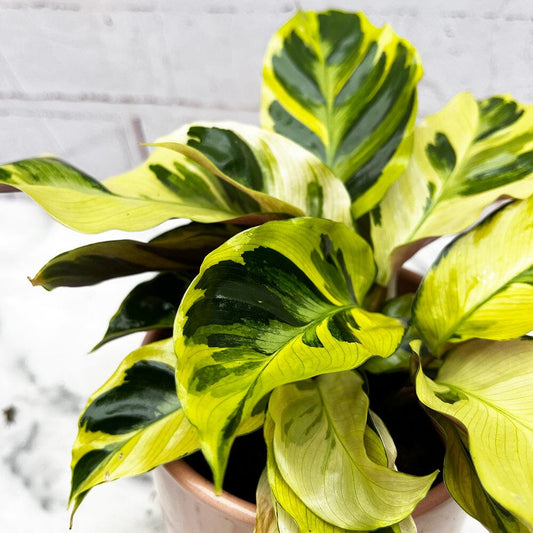 30 - 50cm Calathea Yellow Fusion Prayer Plant 10.5cm Pot House Plant House Plant