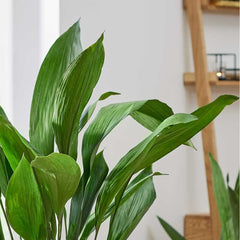 35 - 45cm Aspidistra Elatior Cast Iron Plant 14cm Pot House Plant House Plant