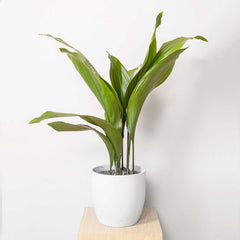 35 - 45cm Aspidistra Elatior Cast Iron Plant 14cm Pot House Plants