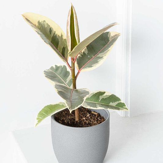 35 - 45cm Ficus Tineke Rubber Plant 14cm Pot House Plants