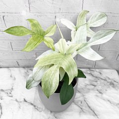 35 - 45cm Philodendron Florida Ghost 19cm Pot House Plant House Plant