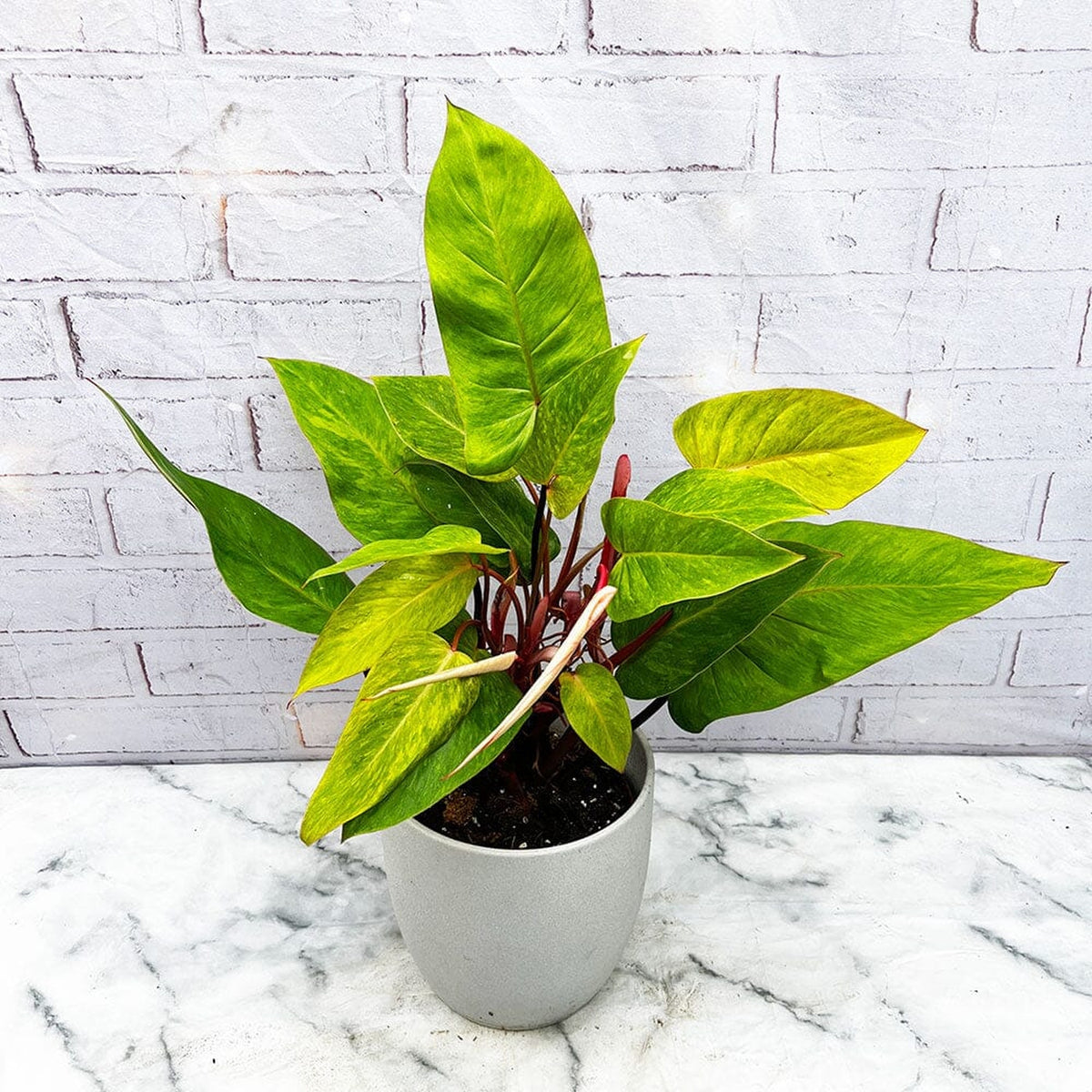 35 - 45cm Philodendron Painted Lady 17cm Pot House Plant House Plant