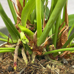 40 - 50cm Anthurium Bakeri 15cm Pot House Plant House Plant