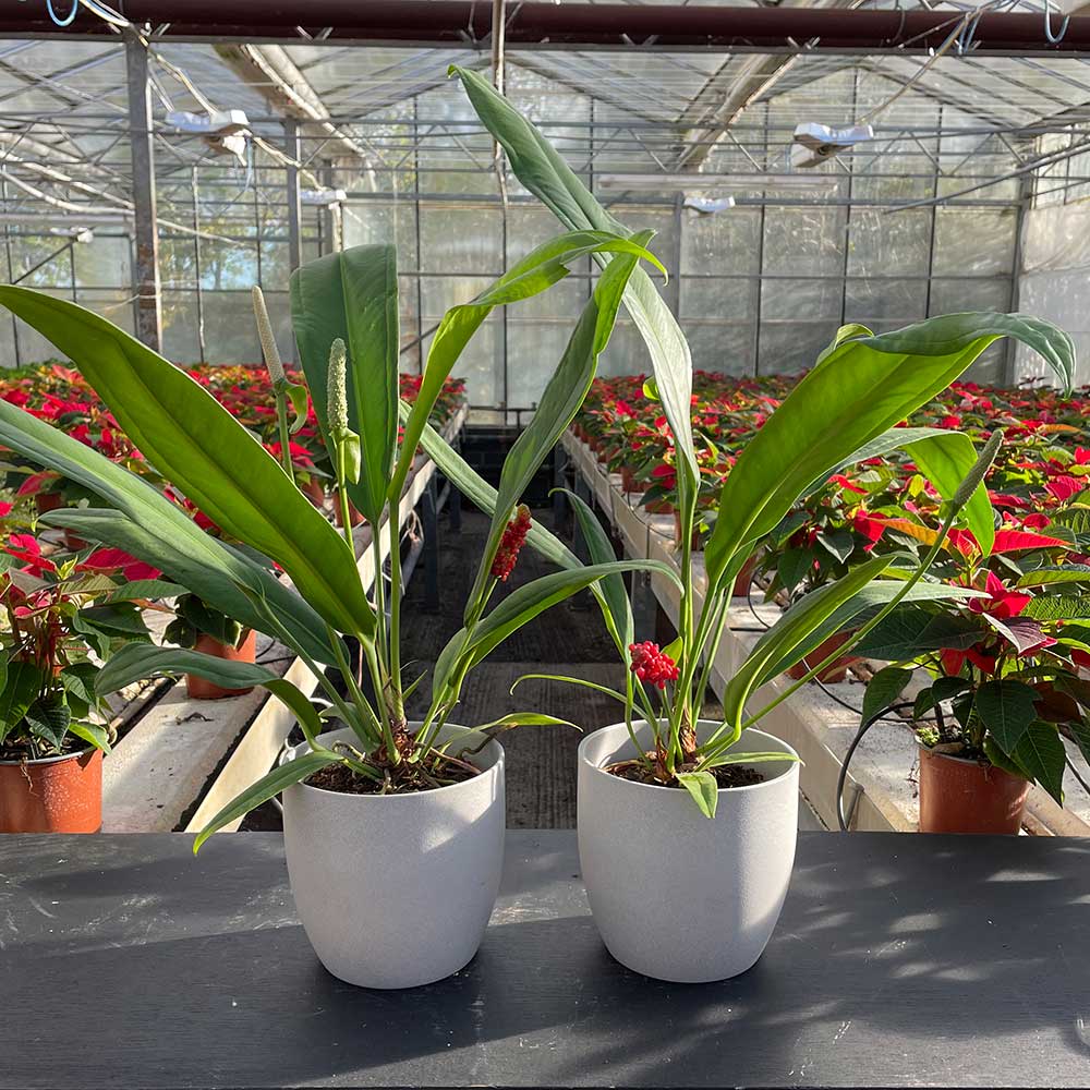 40 - 50cm Anthurium Bakeri 15cm Pot House Plant House Plant