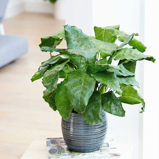 40 - 50cm Calathea Network Prayer Plant 14cm Pot House Plants