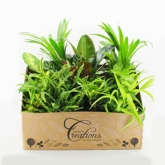 40 - 50cm Houseplant Gift Set (Medium) 12 x 12cm Pots Plants House Plant
