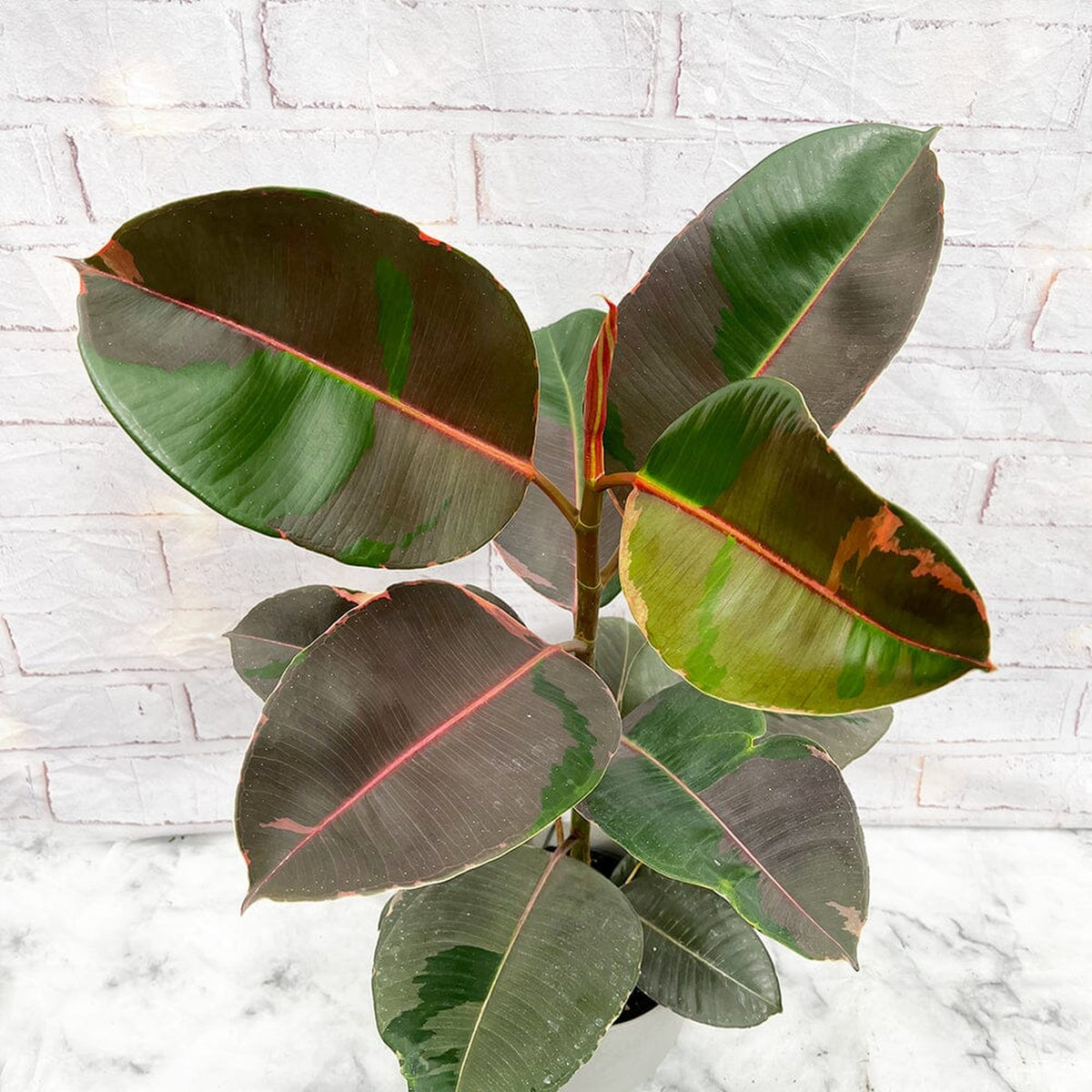 40 - 50cm NOID Ficus Rubber Plant 14cm Pot House Plant House Plant