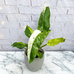 40 - 50cm Philodendron Jose Buono 15cm Pot Potted Houseplants