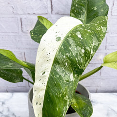 40 - 50cm Philodendron Jose Buono 15cm Pot Potted Houseplants