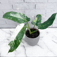 40 - 50cm Philodendron Jose Buono 15cm Pot Potted Houseplants