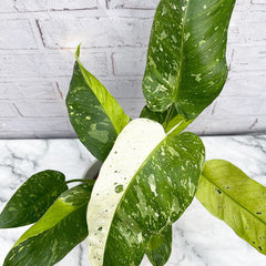 40 - 50cm Philodendron Jose Buono 15cm Pot Potted Houseplants