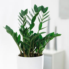 40 - 50cm Zamioculcas Zamifolia 14cm Pot House Plant House Plant