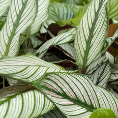 45 - 55cm Calathea Whitestar Prayer Plant 14cm Pot House Plant House Plant