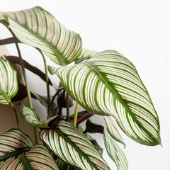 45 - 55cm Calathea Whitestar Prayer Plant 14cm Pot House Plant House Plant