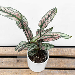 45 - 55cm Calathea Whitestar Prayer Plant 14cm Pot House Plants