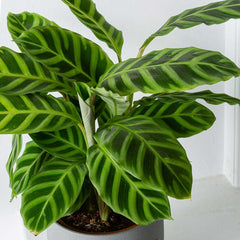 45 - 55cm Calathea Zebrina Prayer Plant 14cm Pot House Plant House Plant