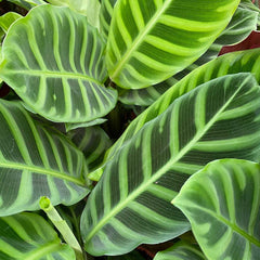 45 - 55cm Calathea Zebrina Prayer Plant 14cm Pot House Plant House Plant