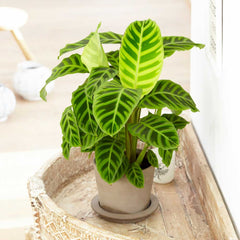 45 - 55cm Calathea Zebrina Prayer Plant 14cm Pot House Plants