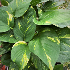 45 - 55cm Epipremnum Aureum Pothos on Mosspole 17cm Pot House Plant House Plant