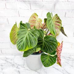 45 - 55cm Philodendron Verrucosum Incensi 19cm Pot House Plant House Plant