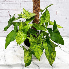 45 - 55cm Syngonium Mottled on Mosspole Arrowhead Plant 17cm Pot House Plant House Plant