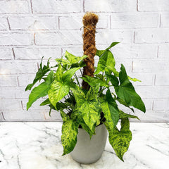 45 - 55cm Syngonium Mottled on Mosspole Arrowhead Plant 17cm Pot House Plant House Plant