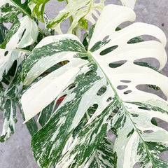 50 - 60cm Highly Variegated Monstera Variegata Albo Variegata Variegated Monstera Cheese Plant 19cm Pot House Plant House Plant