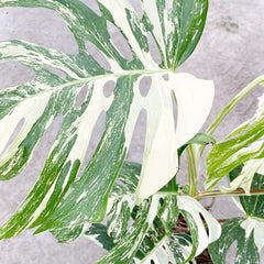 50 - 60cm Highly Variegated Monstera Variegata Albo Variegata Variegated Monstera Cheese Plant 19cm Pot House Plant House Plant