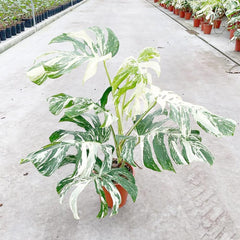 50 - 60cm Highly Variegated Monstera Variegata Albo Variegata Variegated Monstera Cheese Plant 19cm Pot House Plant House Plant