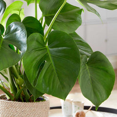 50 - 60cm Monstera Deliciosa Cheese Plant 17cm Pot House Plant House Plant