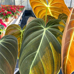 50 - 60cm Philodendron Melanochrysum on mosspole 21cm Pot House Plant House Plant