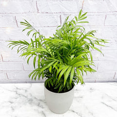 50 - 65cm Chamaedorea Elegans Areca Palm 14cm Pot House Plant House Plant