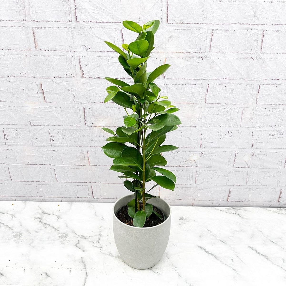 50 - 6cm Ficus Microcarpa Moclame Rubber Plant 14cm Pot House Plant House Plant