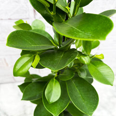 50 - 6cm Ficus Microcarpa Moclame Rubber Plant 14cm Pot House Plant House Plant