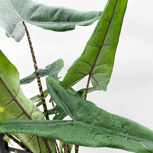 55 - 65cm Alocasia Tigrina Superba Elephant Ear 17cm Pot House Plant