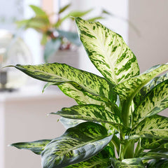 55 - 65cm Dieffenbachia Sublime Dumb Cane 17cm Pot House Plant