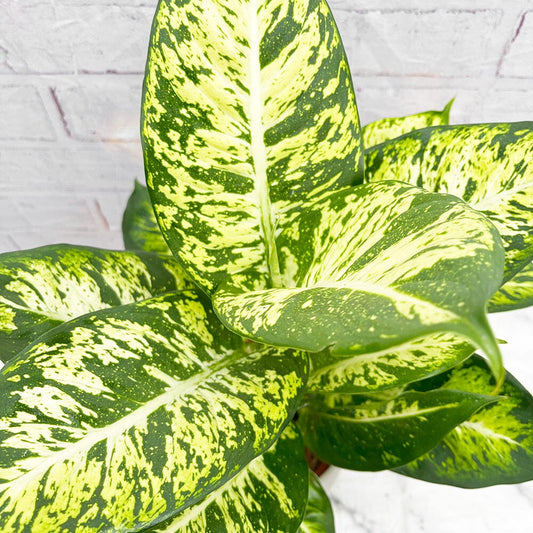 55 - 65cm Dieffenbachia Sublime Dumb Cane 17cm Pot House Plant