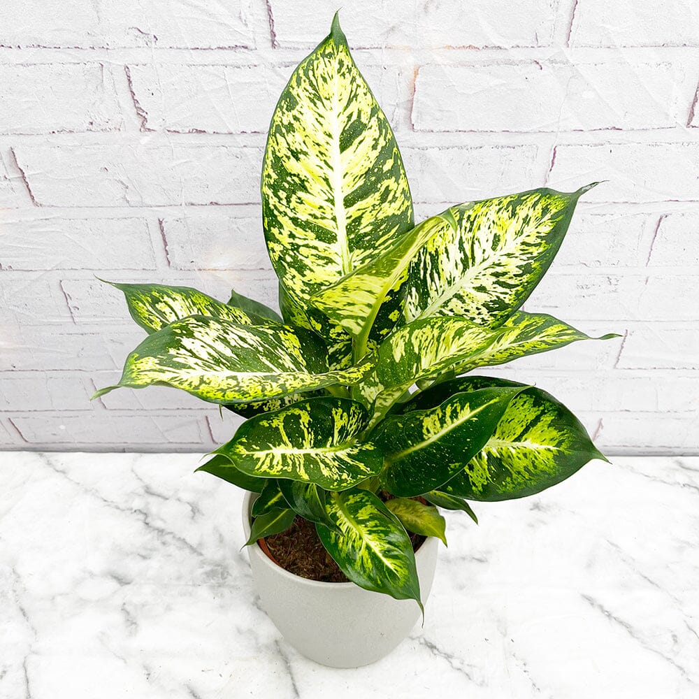 55 - 65cm Dieffenbachia Sublime Dumb Cane 17cm Pot House Plant