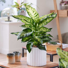 55 - 65cm Dieffenbachia Sublime Dumb Cane 17cm Pot House Plants