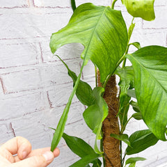 55 - 65cm Epipremnum Skeleton Key on Mosspole Pothos 17cm Pot House Plant House Plant