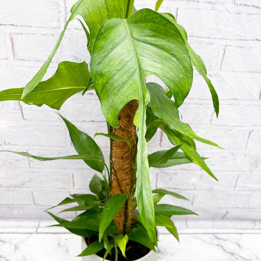 55 - 65cm Epipremnum Skeleton Key on Mosspole Pothos 17cm Pot House Plant House Plant