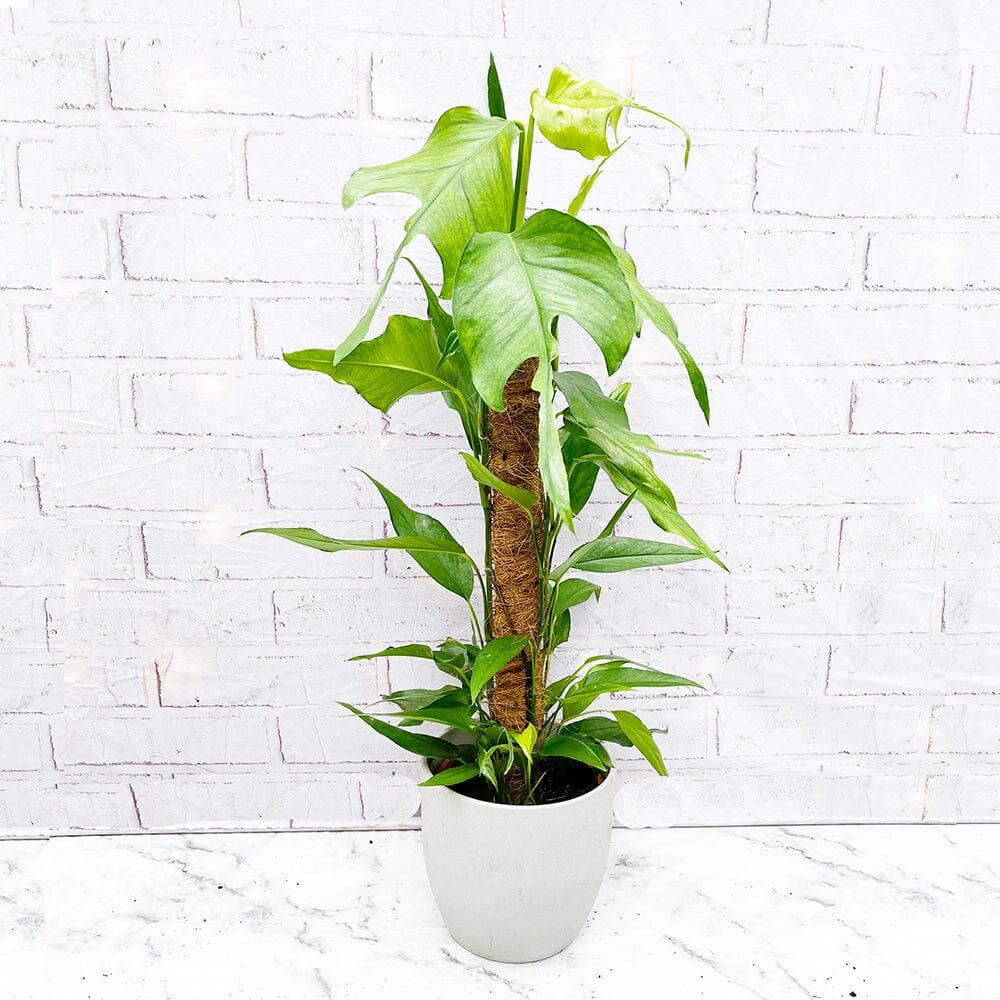 55 - 65cm Epipremnum Skeleton Key on Mosspole Pothos 17cm Pot House Plant House Plant