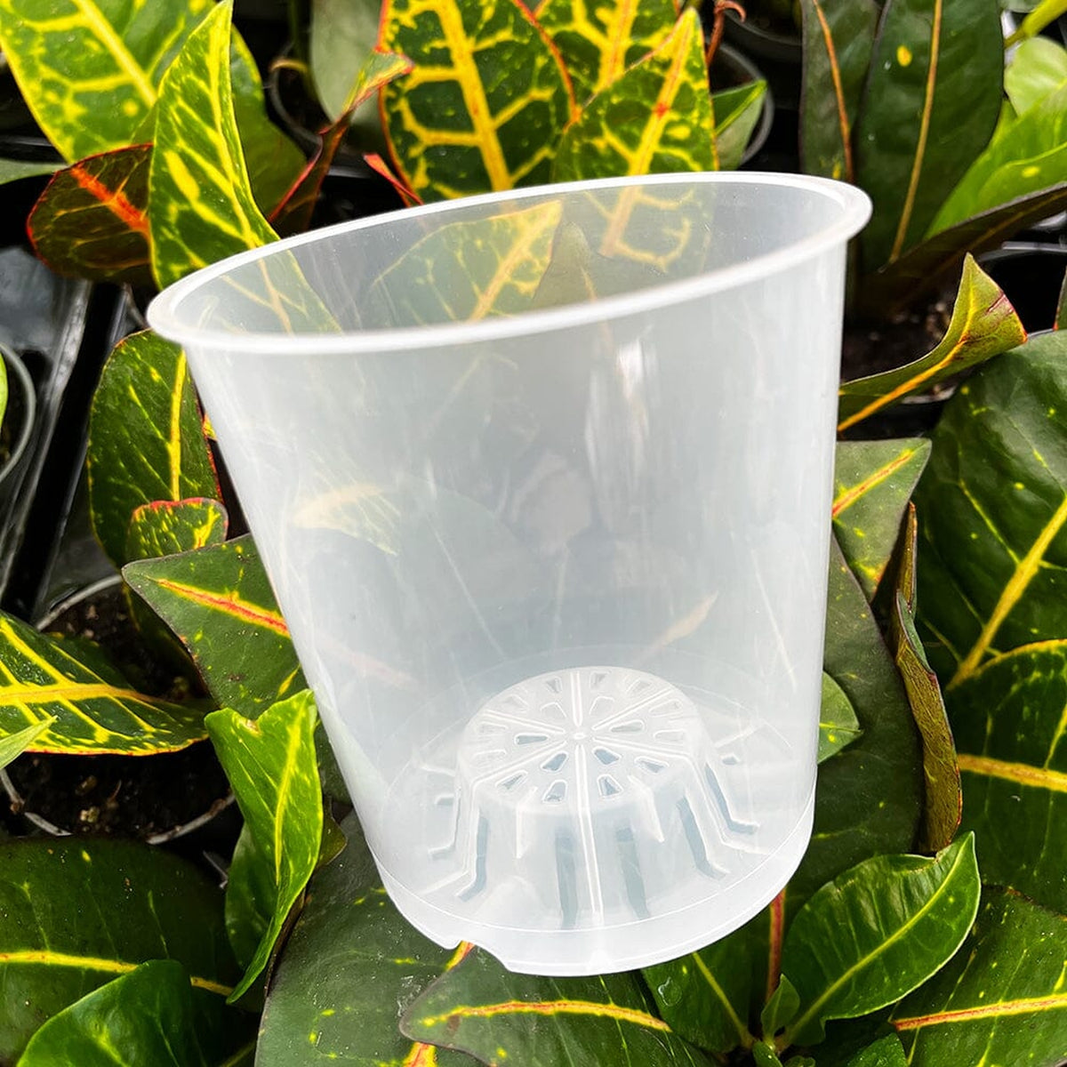 5pk 15cm Transparent Growing Pot Clear Orchid Pot House Plant