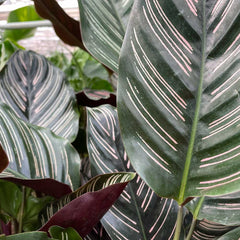 60 - 70cm Calathea Ornata Prayer Plant 17cm Pot House Plant House Plant