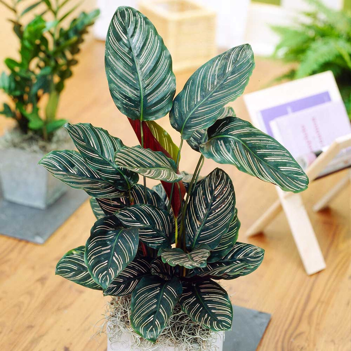 60 - 70cm Calathea Ornata Prayer Plant 17cm Pot House Plants